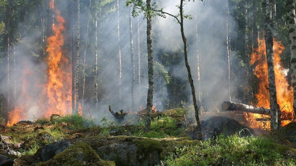 Лісова пожежа: у Польщі третю добу горить національний парк