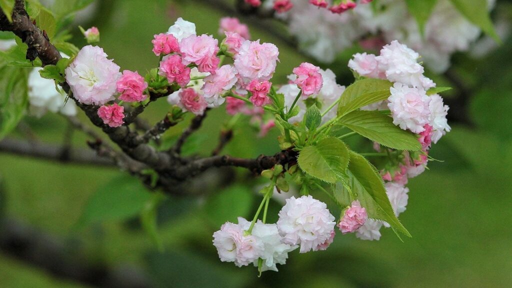 Погода призведе до порушення роботи транспорту та пошкодить ранньоквiтучі дерева – УкрГМЦ Погода призведе до порушення роботи транспорту та пошкодить ранньоквiтучі дерева – УкрГМЦ