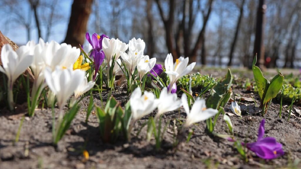 Квітневий сніг відступає: наступного тижня в Україні потеплішає до +20°