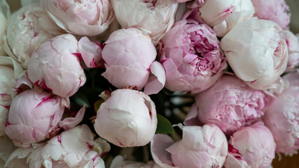 Сезон півоній в Україні 2025: коли розквітнуть та куди поїхати за враженнями