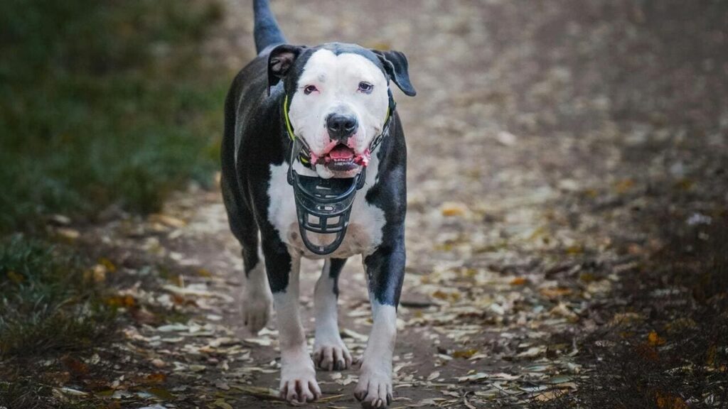 Штраф за собаку без намордника: суми та кому загрожує покарання