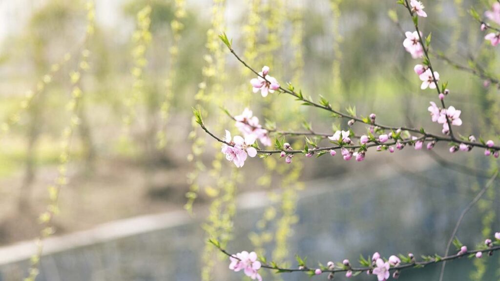 Яке свято 16 квітня та чим сьогодні варто зайнятися