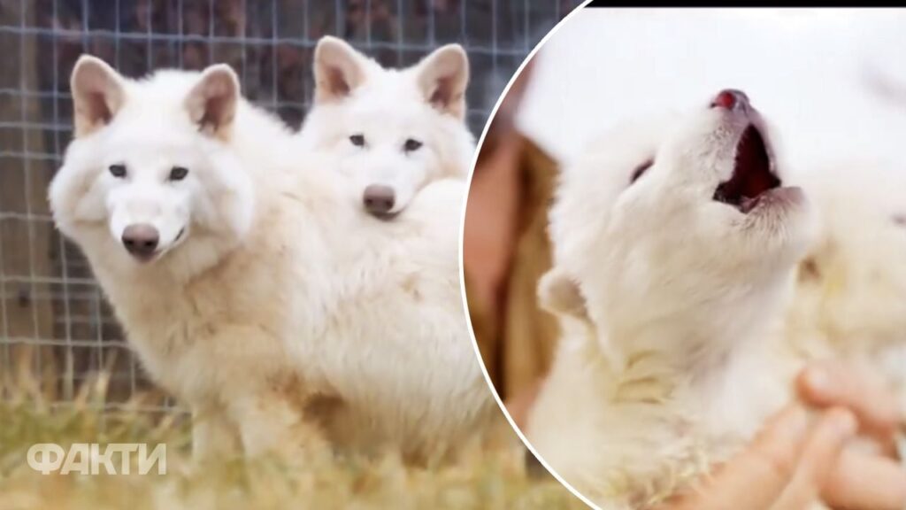 Повернення вимерлого виду: вчені відродили лютововків із Гри престолів