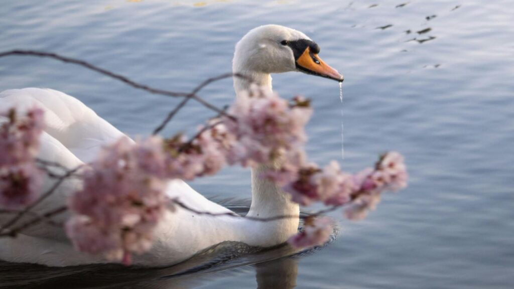 Яке свято 11 квітня 2025 та у кого прохати про зцілення