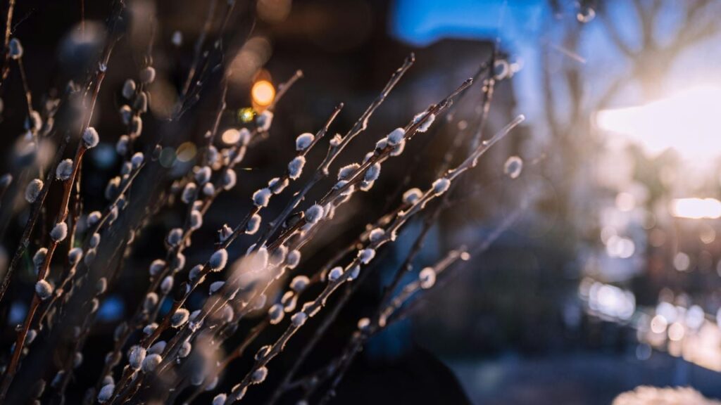 Яке свято 13 квітня 2025: посвятіть вербу, спаліть все непотрібне та пильнуйте ворон