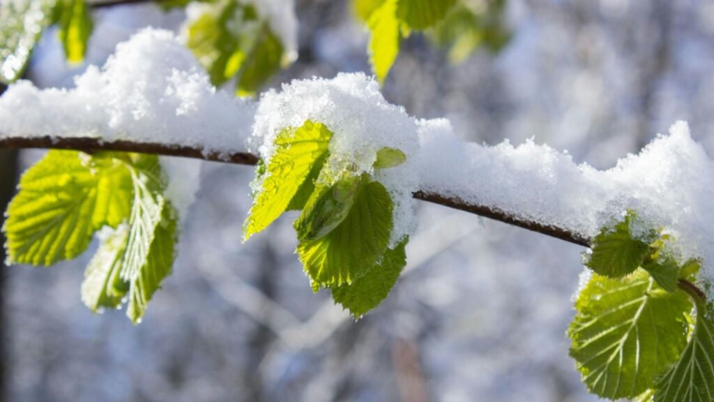 Яке свято 15 квітня 2025 і чому сьогодні дуже треба зʼїсти ложку меду