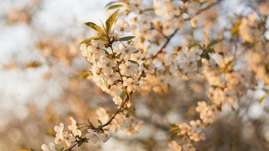 Яке свято 22 квітня 2025 та що віщує сонячна погода