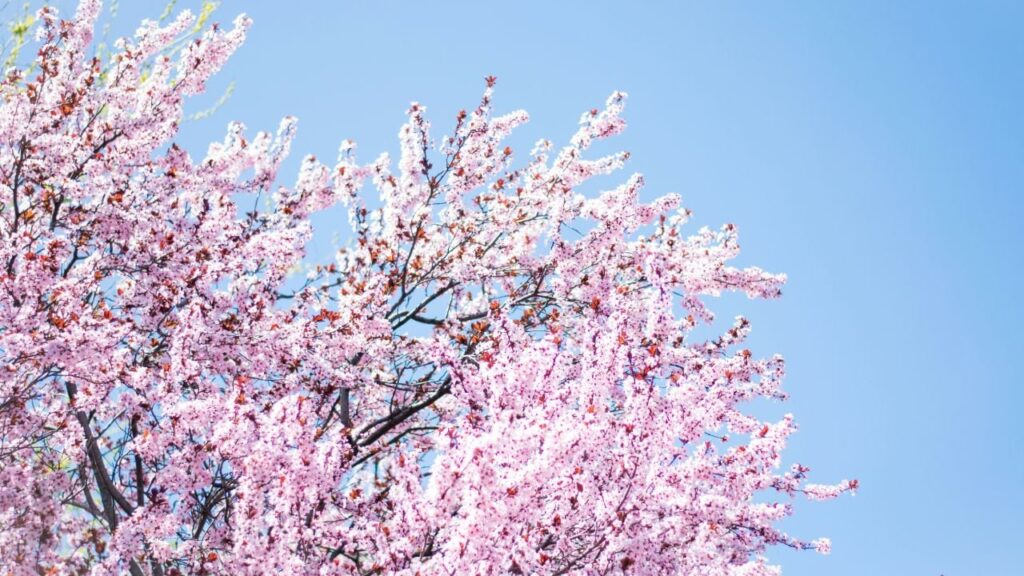 Яке свято 23 квітня 2025 та про що просять святого Юрія