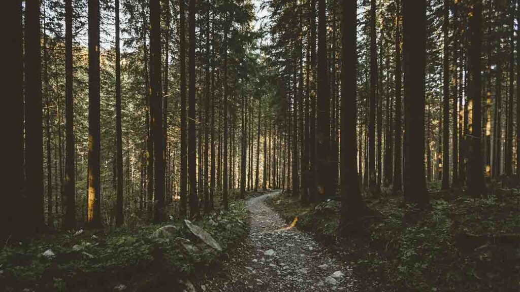 Яке свято 26 квітня і для чого сьогодні зустрічали ластівок