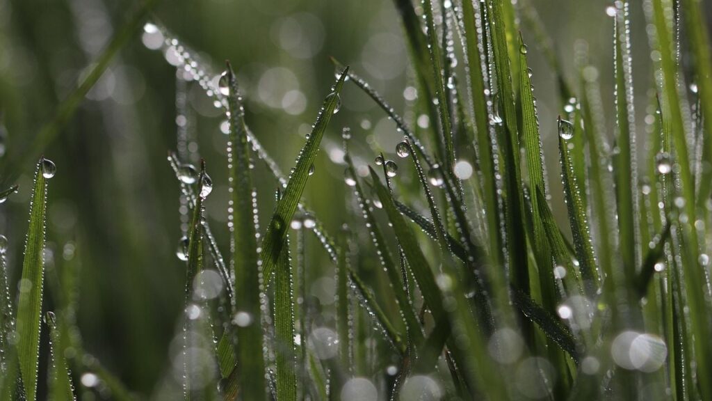 Яке свято 27 квітня 2025 та чому дощ цього дня вважають добрим знаком