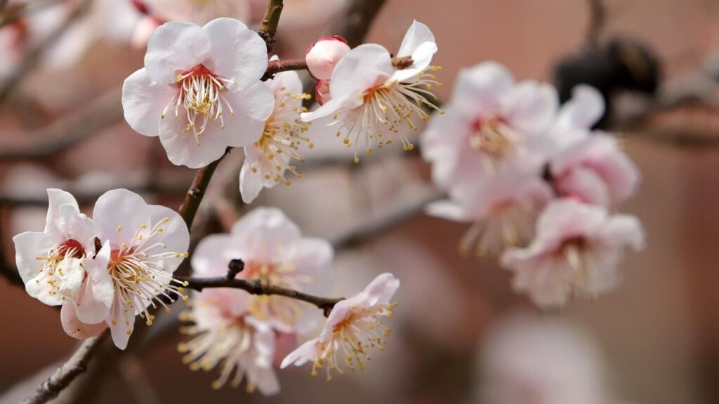 Яке свято 5 квітня 2025 та до чого чхає кіт