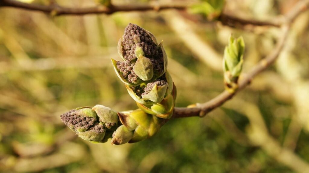 Яке свято 7 квітня 2025 і чиї прохання не можна ігнорувати