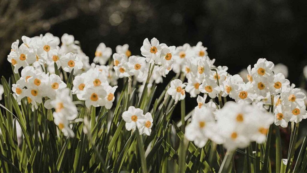 Яке свято 8 квітня і чому не варто йти далеко від дому