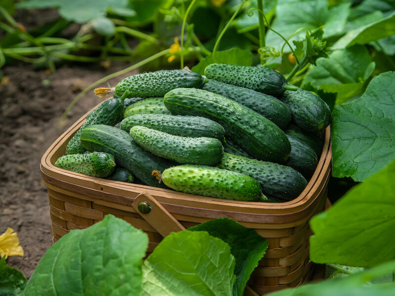 Внесіть у землю це натуральне добриво – і з перших тижнів літа збиратимете огірки відрами