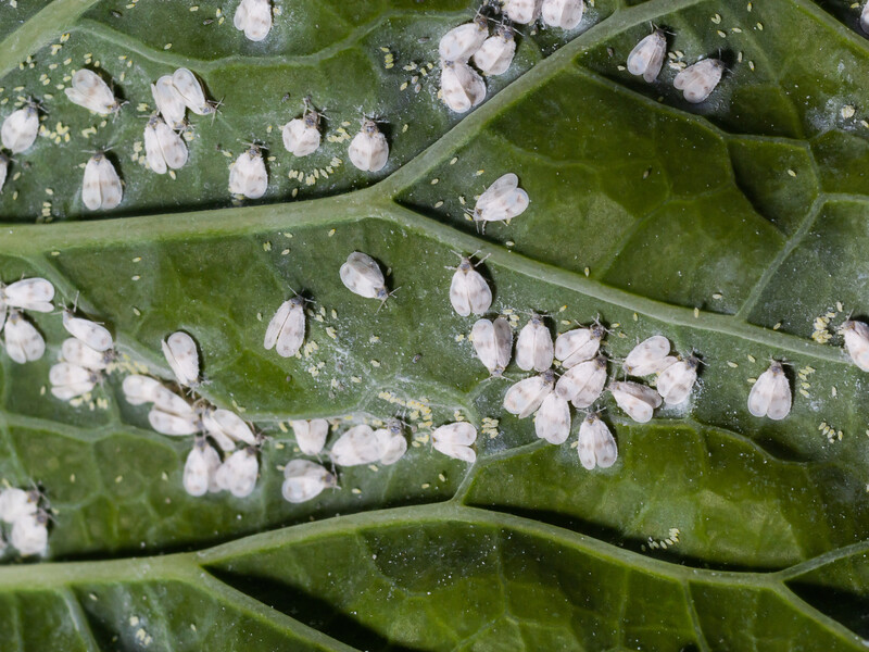 Використовуйте цей засіб проти білокрилки. Городниця назвала дієвий інсектицид