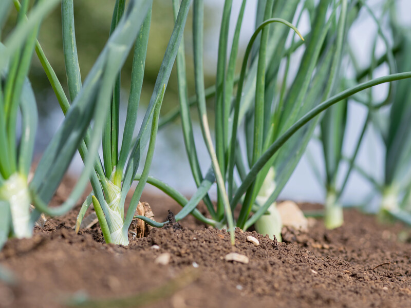 У червні внесіть це підживлення без хімії – і цибуля виросте неймовірно великою й соковитою У червні внесіть це підживлення без хімії – і цибуля виросте неймовірно великою й соковитою