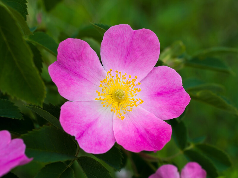 Ці ознаки кажуть, що сортова троянда перетворюється на шипшину. Як розпізнати дикі пагони