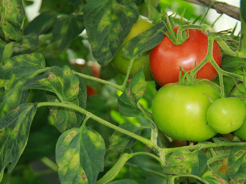 Вливайте цей розчин під кожен кущ томатів, якщо вони пожовтіли Вливайте цей розчин під кожен кущ томатів, якщо вони пожовтіли
