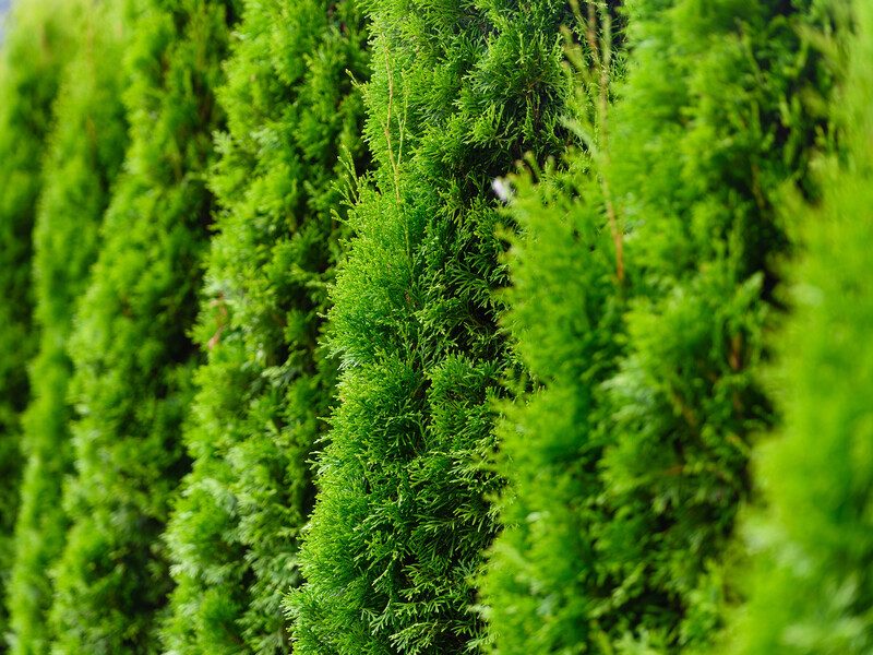 Якщо туя втратила колір – скористайтеся цим харчовим інгредієнтом. Порада садівників