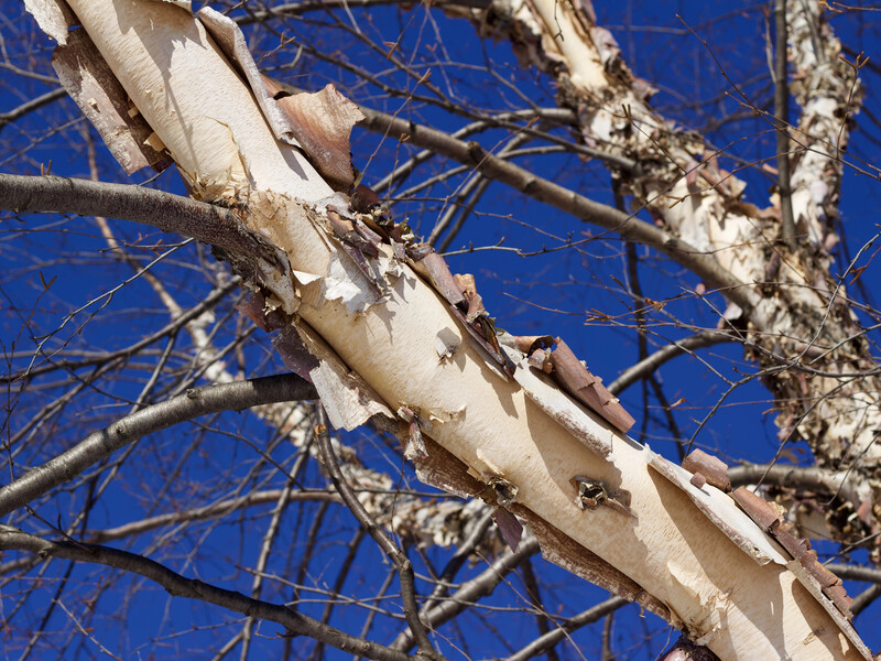 Весняне сонце обпікає, а дерева гинуть. Як урятувати сад від опіків