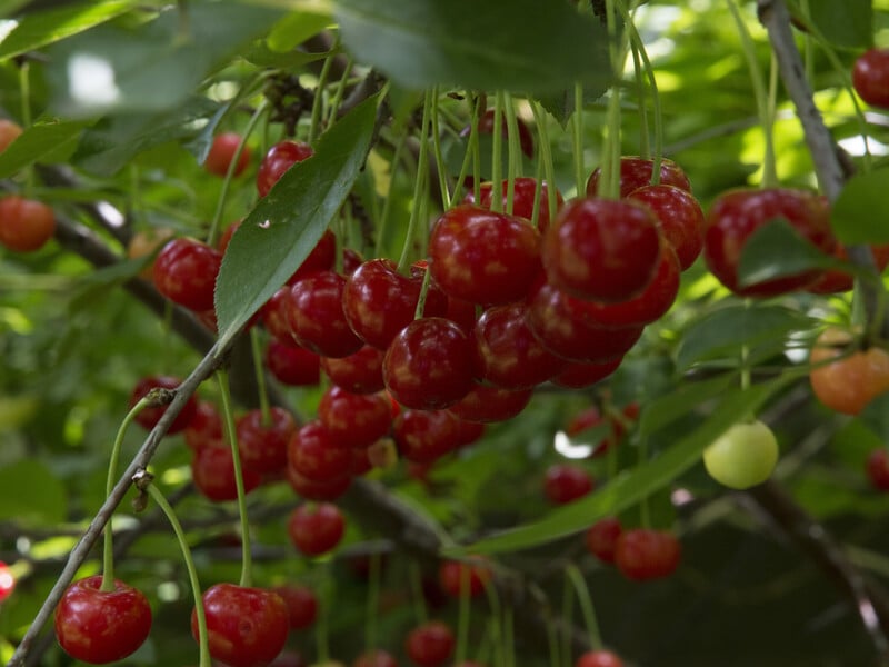 Обробіть вишні й черешні цим розчином, інакше вишнева муха пошкодить до 80% ягід. Рецепт Обробіть вишні й черешні цим розчином, інакше вишнева муха пошкодить до 80% ягід. Рецепт