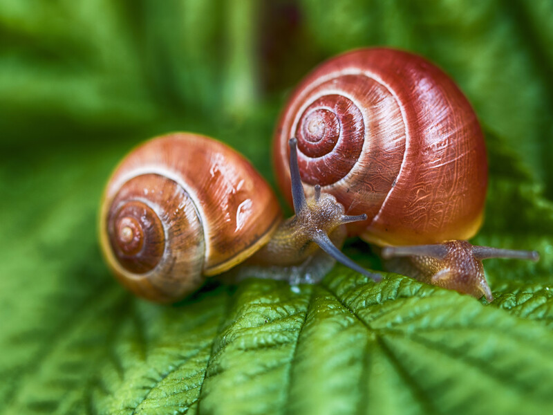 Чому в когось слимаків повно, а в інших їх майже немає: річ в одному біопрепараті