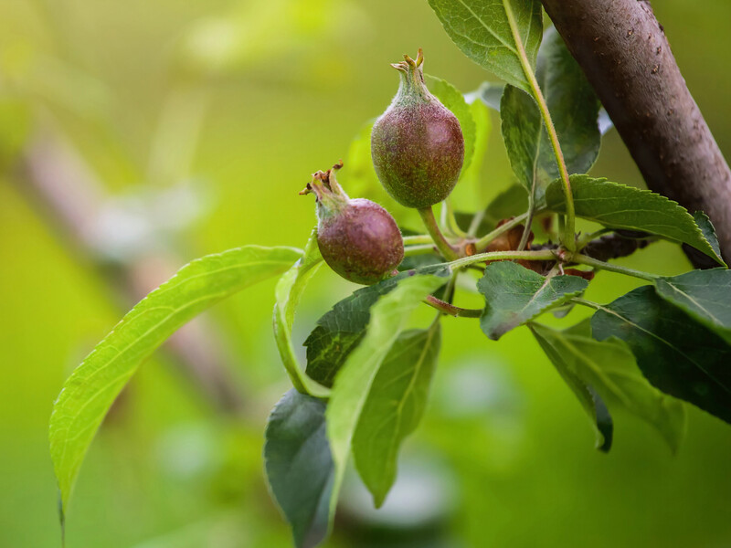 Додайте це у воду – і зав'язі перестануть обсипатися. Дешевий і ефективний метод зберегти врожай