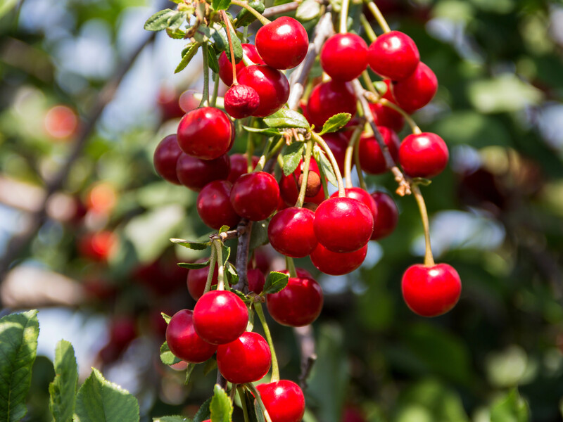 Не плутайте вишню із черешнею. Чому одна схема підживлення може знищити врожай