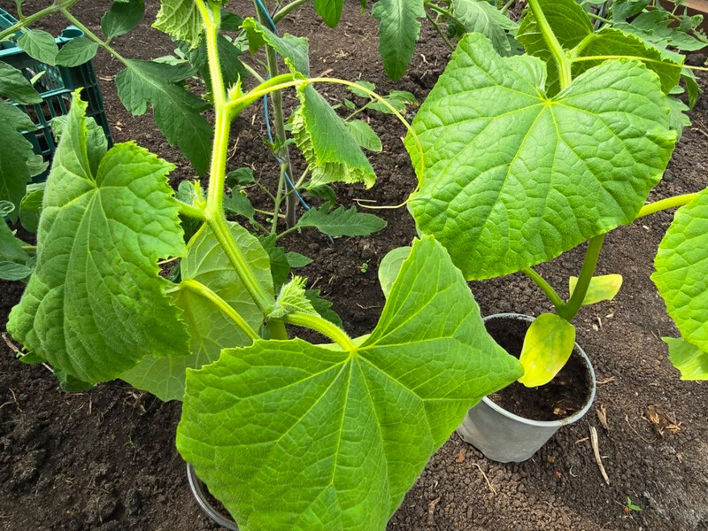 Не викидайте перерослу жовту розсаду огірків. Є спосіб її врятувати