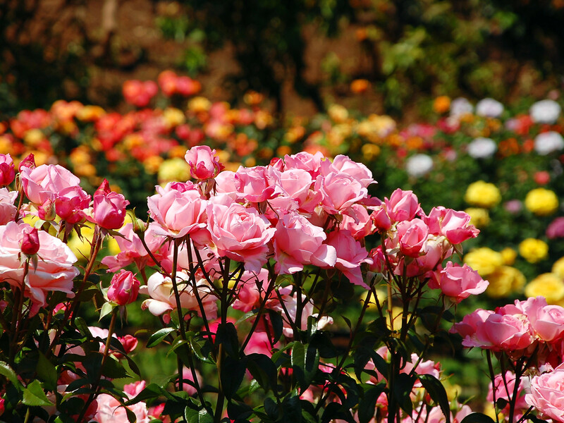 Поливайте цим троянди до кінця літа – і вони потішать пишним цвітінням. Рецепт підживлення без хімії