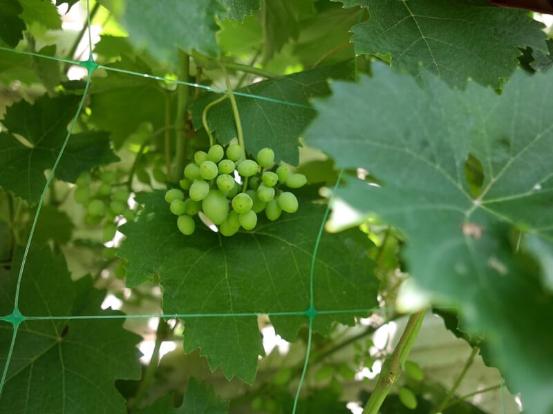 Зробіть це з виноградом у травні, щоб згодом отримати щедрий урожай. Календар робіт