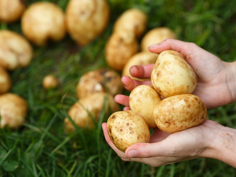 Картоплі буде багато, але треба поспішати – як виростити два врожаї за сезон