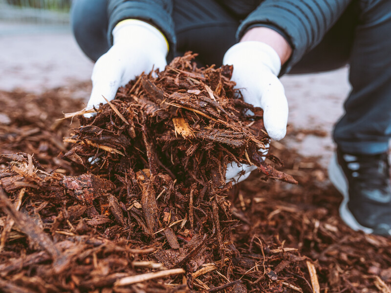 Навесні зробіть це оброблення, щоб захистити мульчу від шкідників і патогенів. Чотири ефективні способи