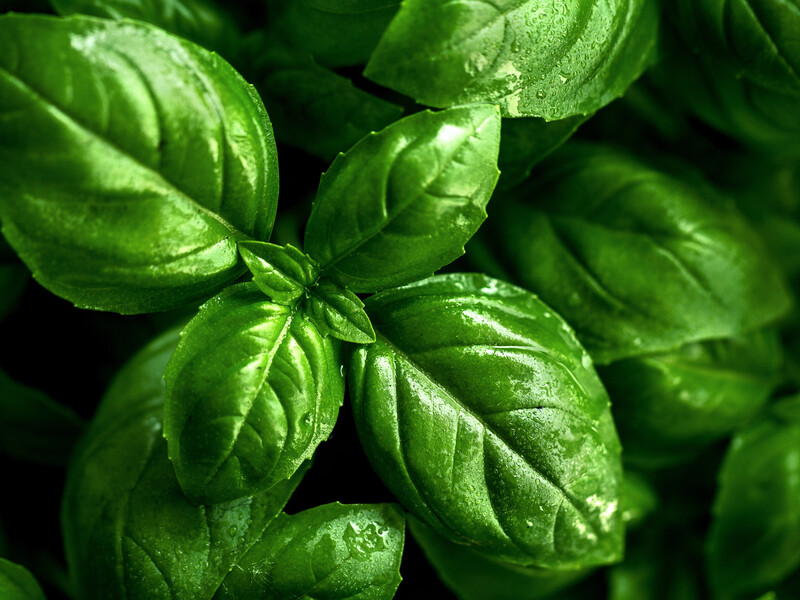Зриваєте по листочку на салат? Базилік розростеться пишним ароматним кущем, якщо зробите це
