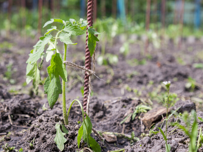 Полийте цим томати навесні – і плоди будуть рости як на дріжджах. Рецепт ефективного підживлення Полийте цим томати навесні – і плоди будуть рости як на дріжджах. Рецепт ефективного підживлення