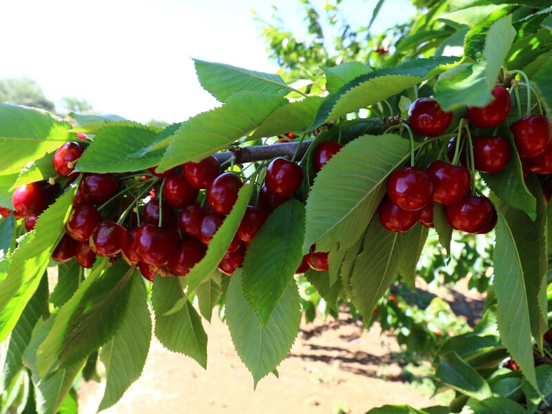 Розчиніть це у воді – і вишні з черешнями не будуть червивими. Садівник назвав ефективний препарат
