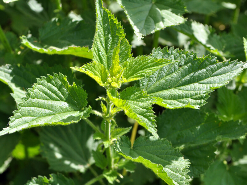 Залийте кропиву водою, перемішайте – і вже за 14 днів отримаєте потужне натуральне добриво
