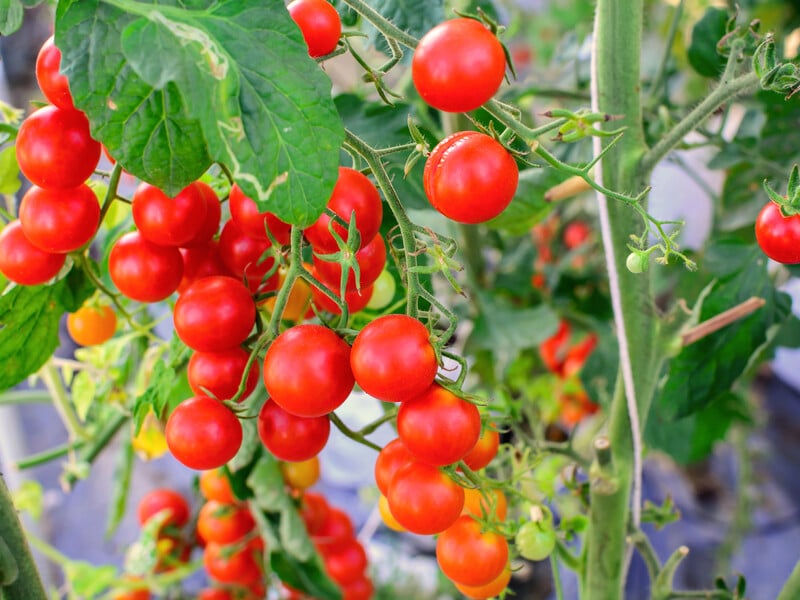 "Це кладу в лунку при посадці помідорів – і врожай збираю відрами". Підживлення на сезон