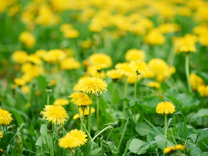 До суміші з квітів і цитрусових додайте дріжджі. Домашнє вино з кульбаб