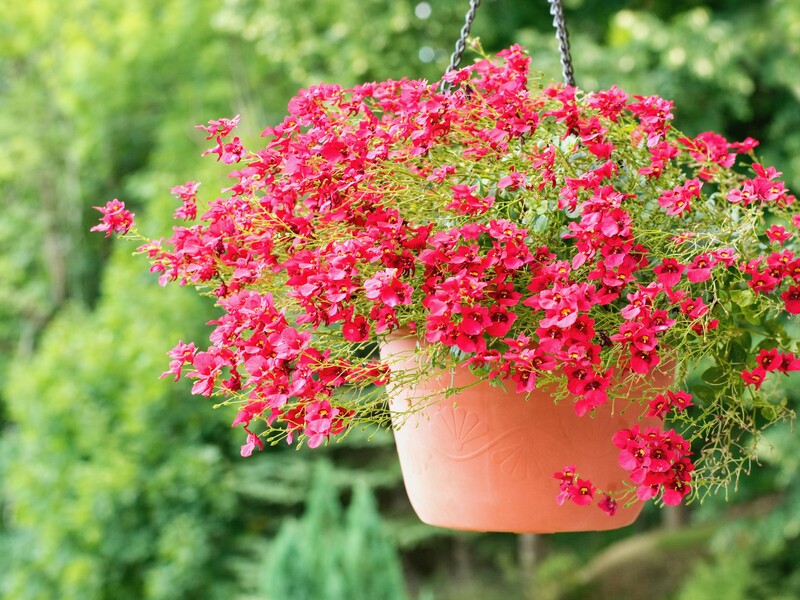 Петунія пишно цвістиме ціле літо завдяки цій схемі підживлення. Квітникарка назвала препарати і пропорції