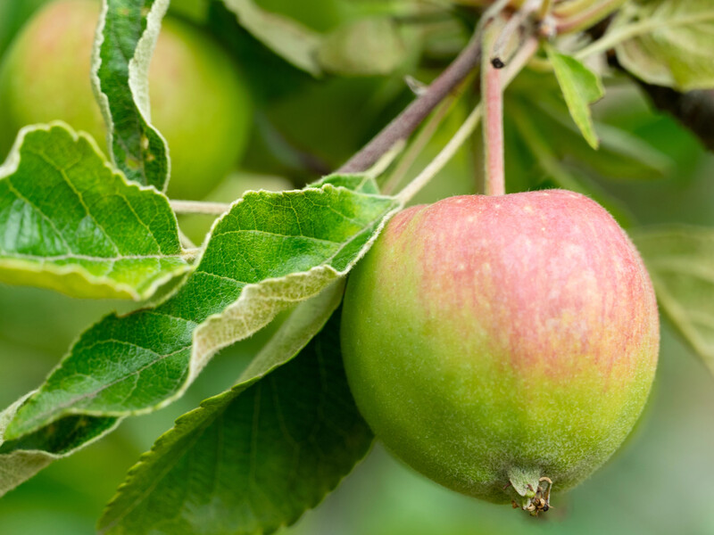 Підживіть цим у травні свій сад – і зберете щедрий урожай соковитих плодів