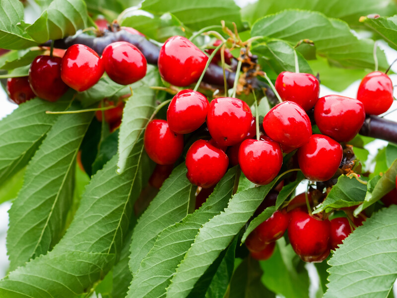 У травні обробіть цим сад від вишневої мухи – і черешня буде без черв'яків