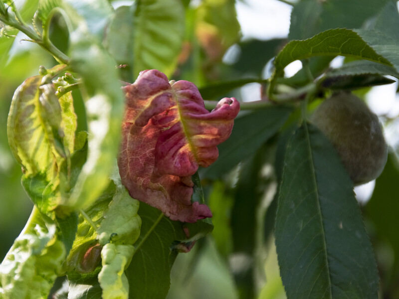Якщо побачили на персику пухирчате бордове листя – це курчавість. Зробіть це, щоб дістати плоди