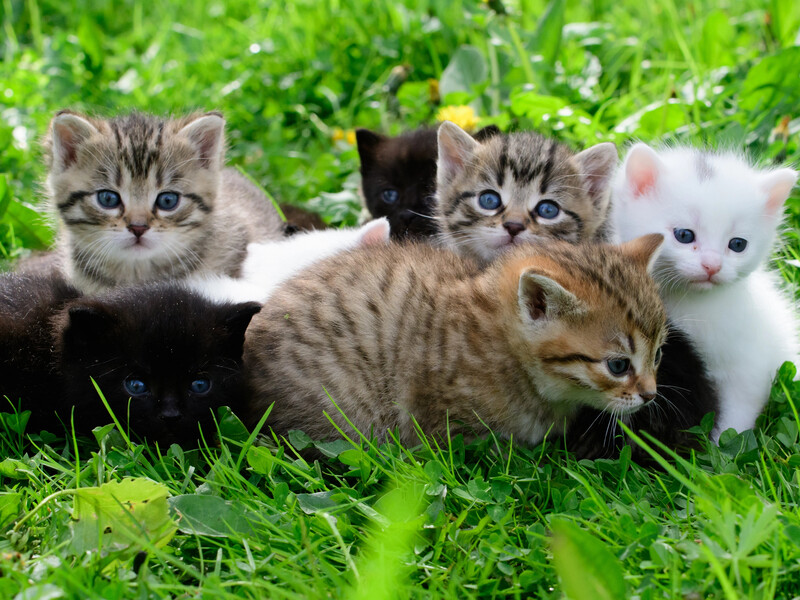 Як легко визначити стать кошеняти. Схема та поради ветеринарів