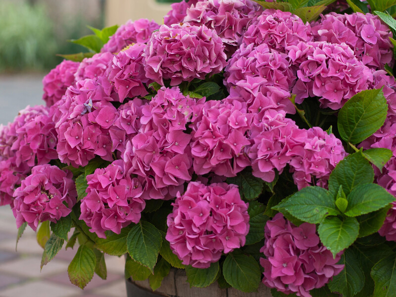 Квітникарка розповіла про ефективне натуральне підживлення, яке люблять гортензії, і назвала пропорції