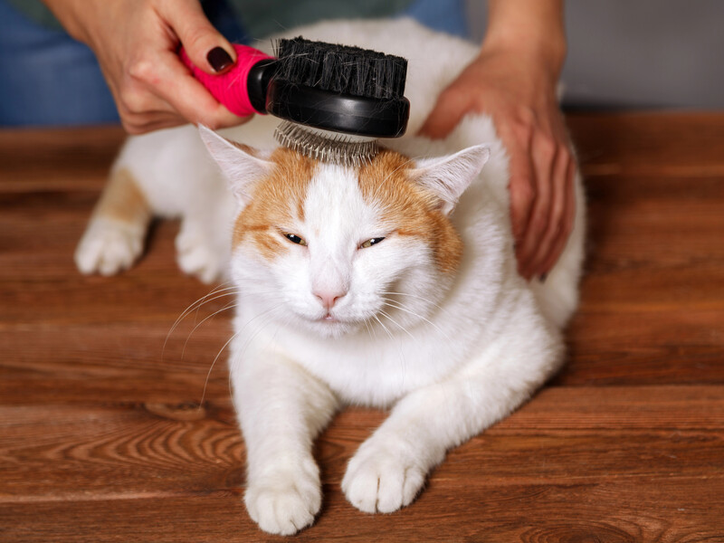 Зробіть спершу ось це – і кіт не буде боятися вичісування. Поради та лайфхаки