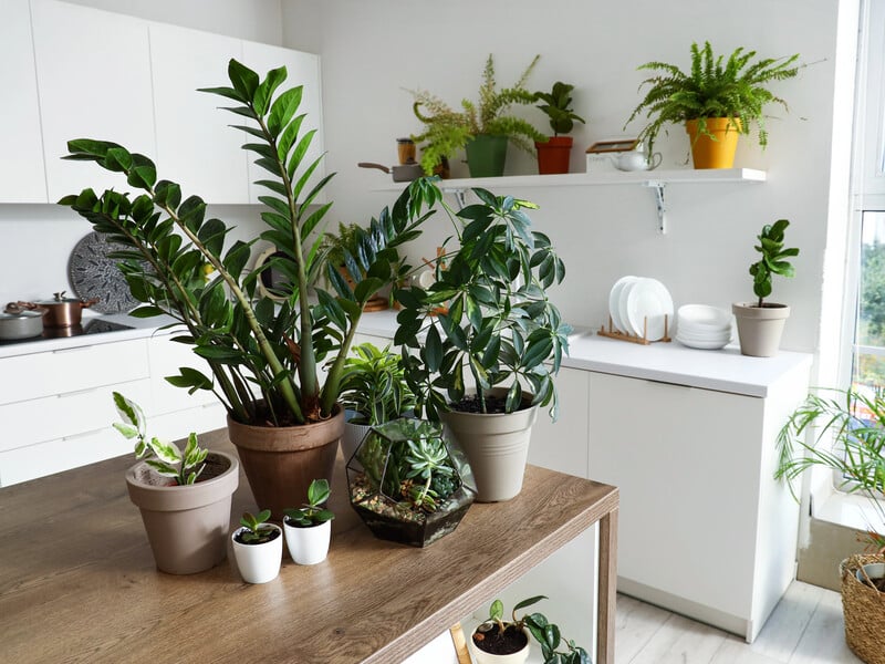 Їм сонця не потрібно. П'ять кімнатних рослин, які будуть добре рости не на підвіконні