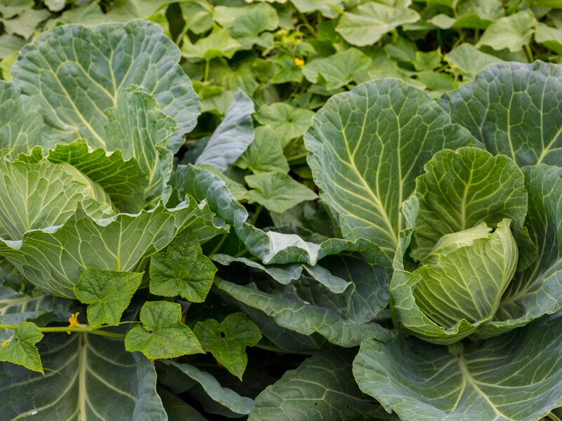 Посадіть це поруч із капустою – і зберете щедрий урожай соковитих і великих головок Посадіть це поруч із капустою – і зберете щедрий урожай соковитих і великих головок