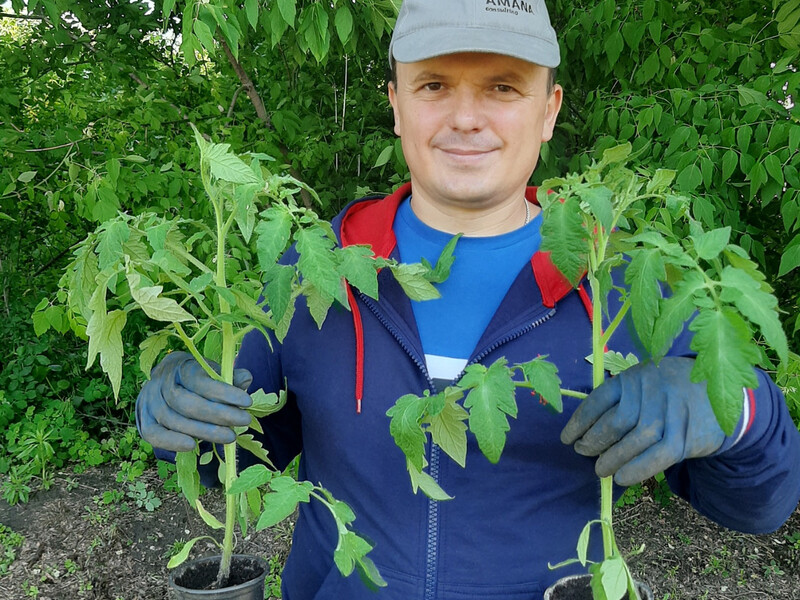 Через одну помилку розсада томатів може зменшитися у зрості й затримати врожай на місяць