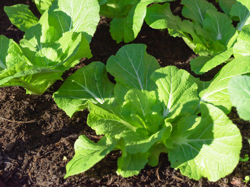 Городники пояснили, чому цвіте пекінська капуста